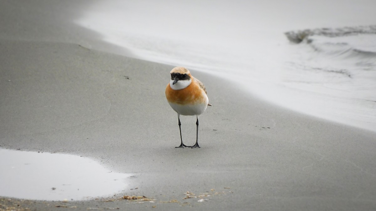 Tibetan Sand-Plover - Jeremie Berlioux