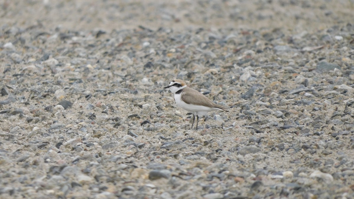 Kentish Plover - ML619164386