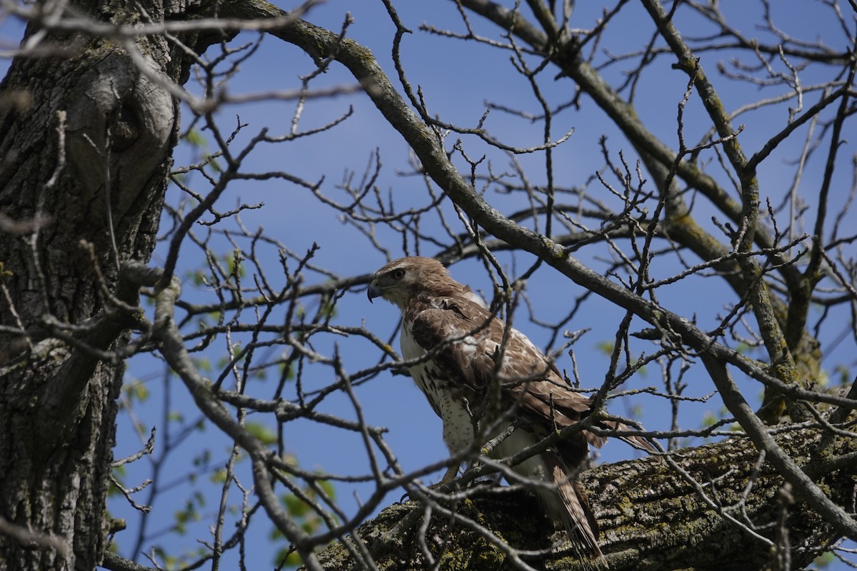 Red-tailed Hawk (borealis) - Jill Punches