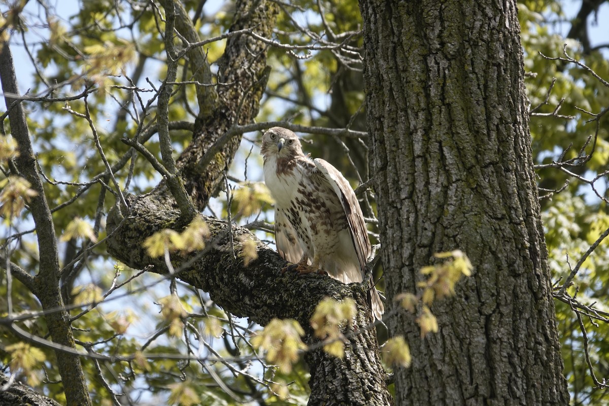 Red-tailed Hawk (borealis) - Jill Punches