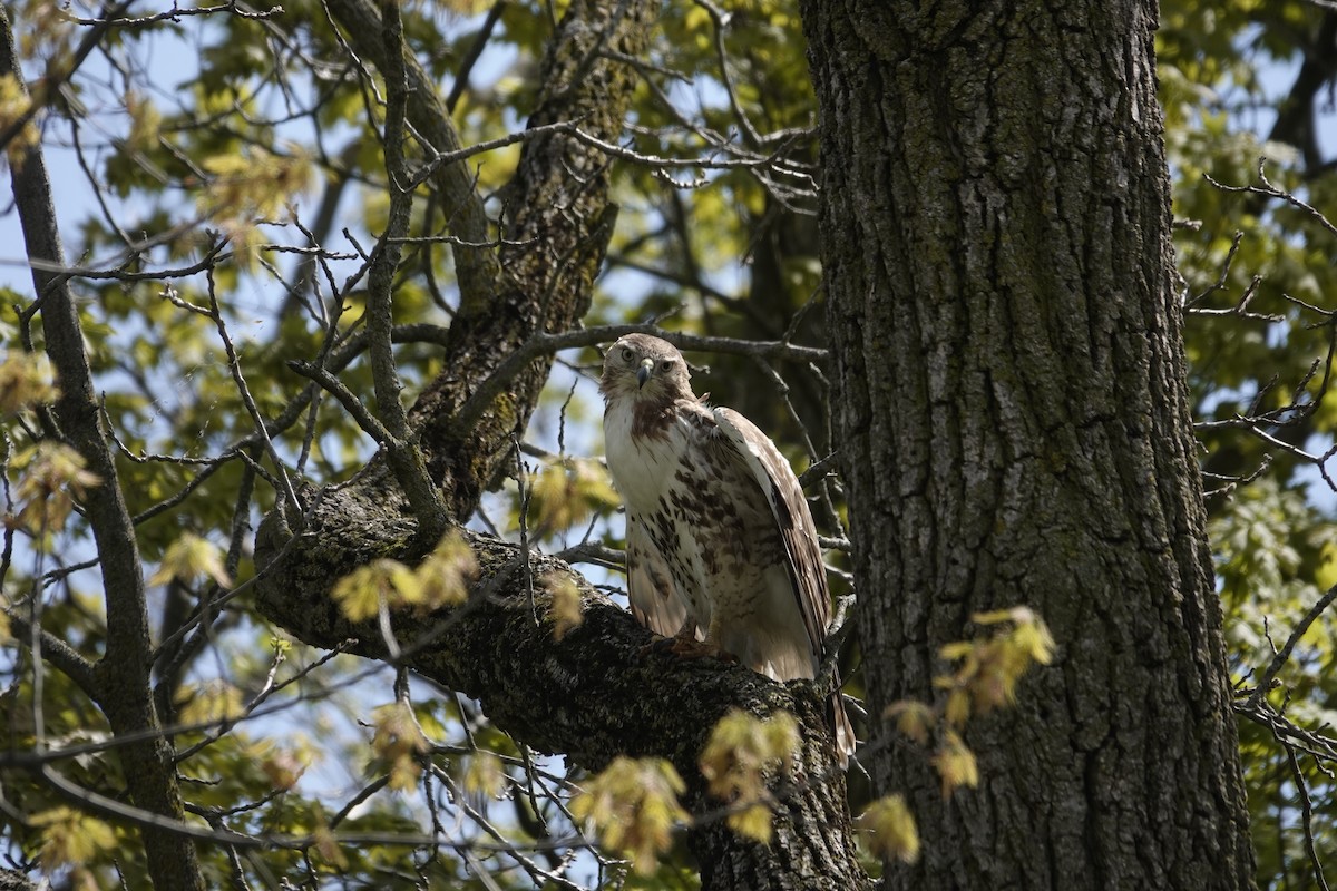 Red-tailed Hawk (borealis) - Jill Punches