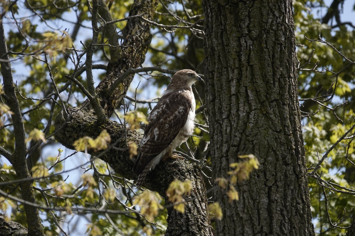 Red-tailed Hawk (borealis) - Jill Punches