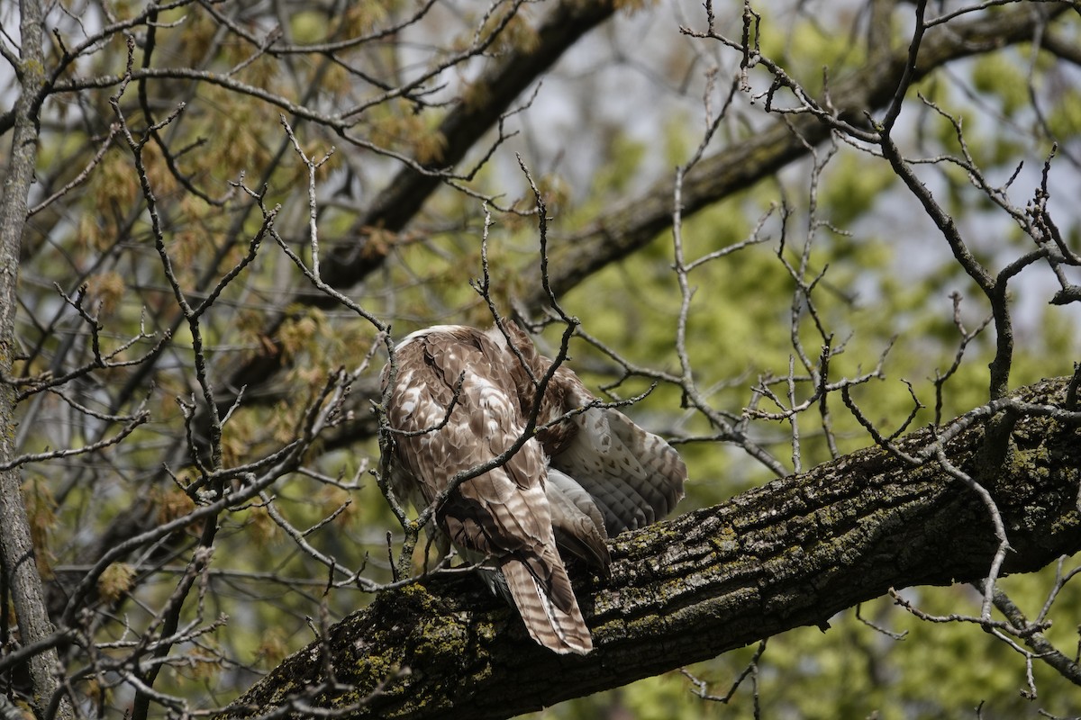 Red-tailed Hawk (borealis) - Jill Punches