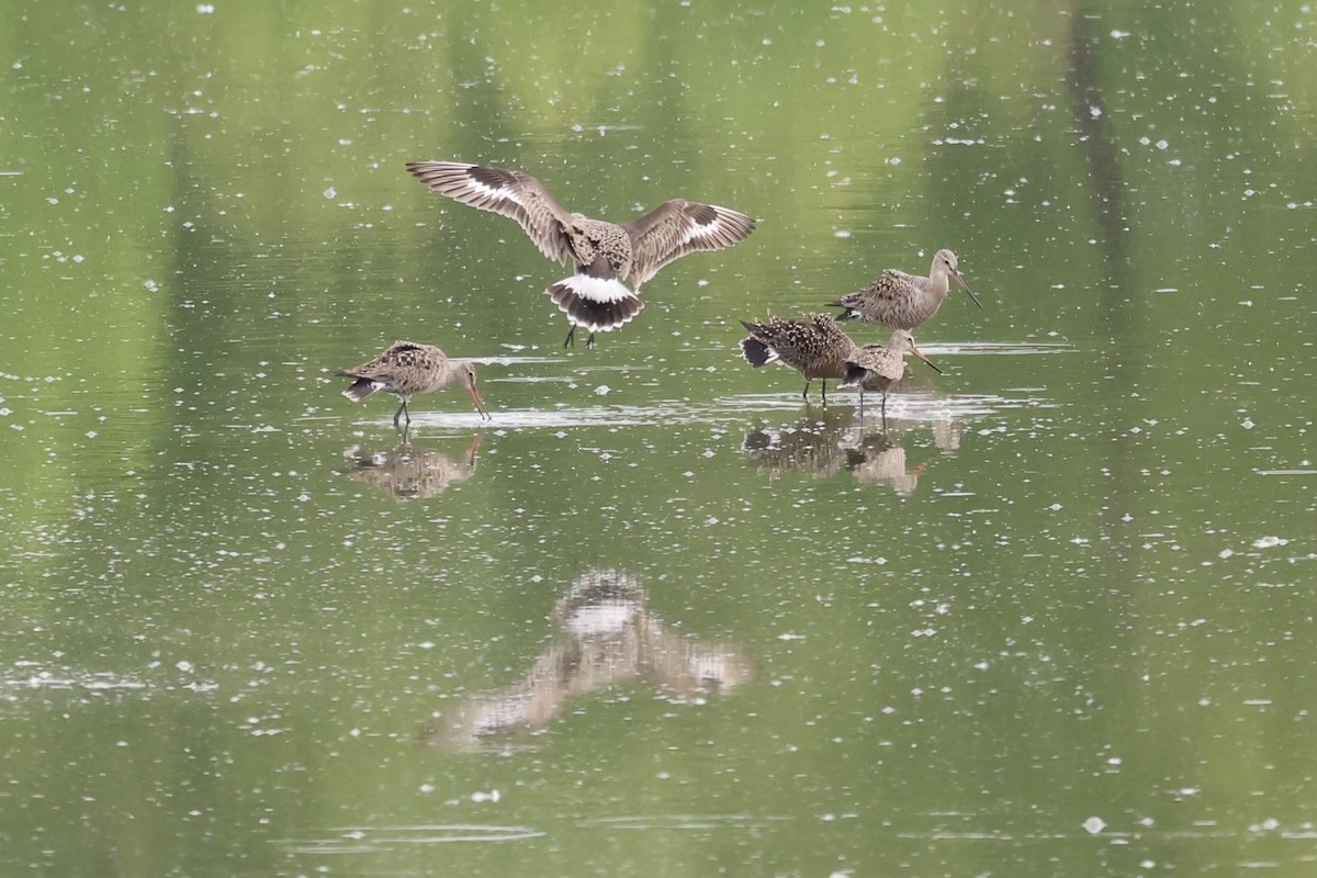 Hudsonian Godwit - Adrian Hall