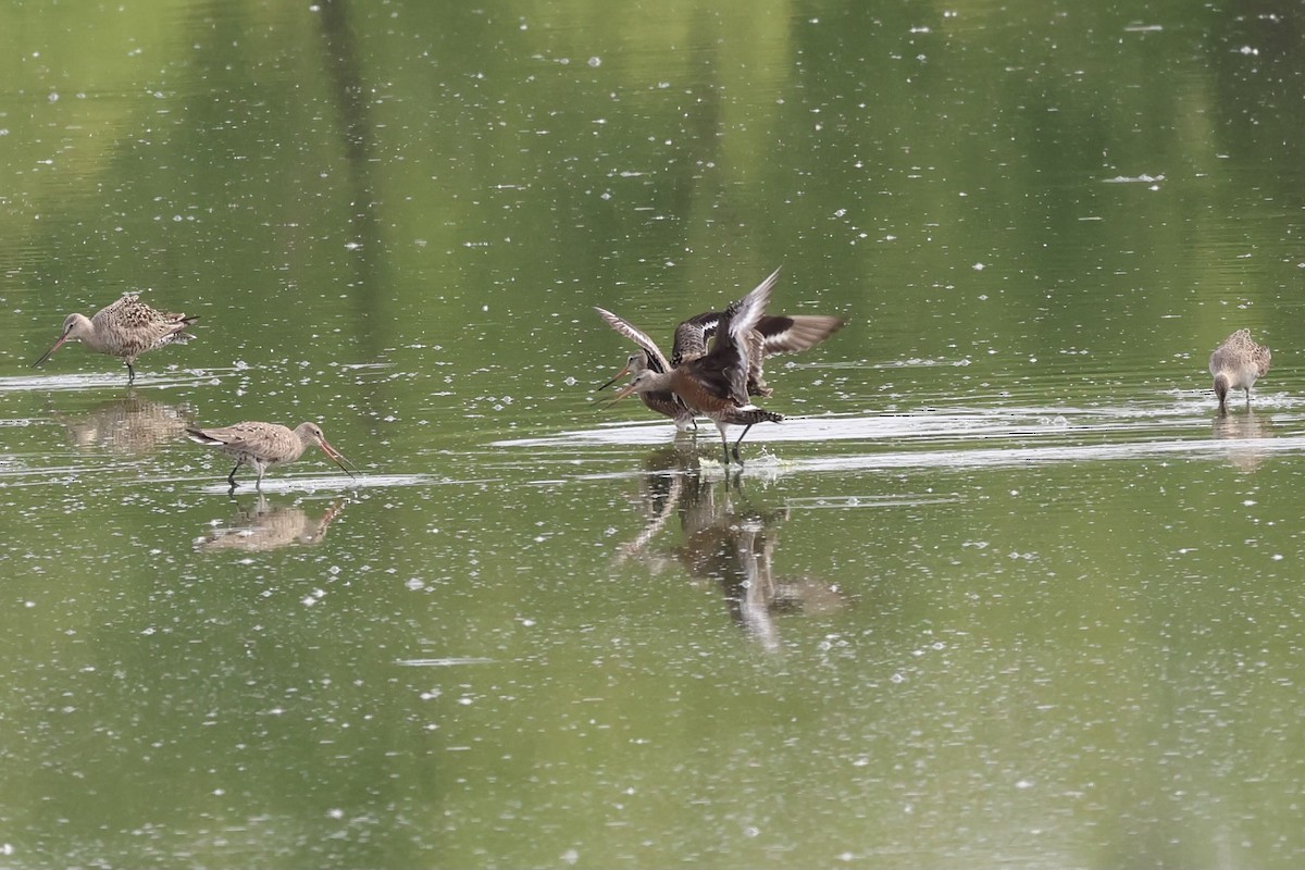 Hudsonian Godwit - ML619164402