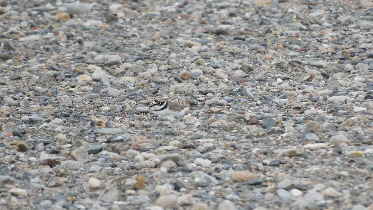 Little Ringed Plover - ML619164403