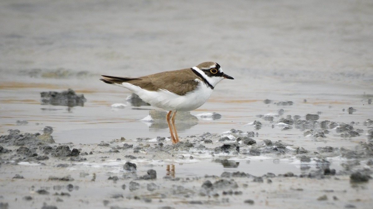 Little Ringed Plover - ML619164404