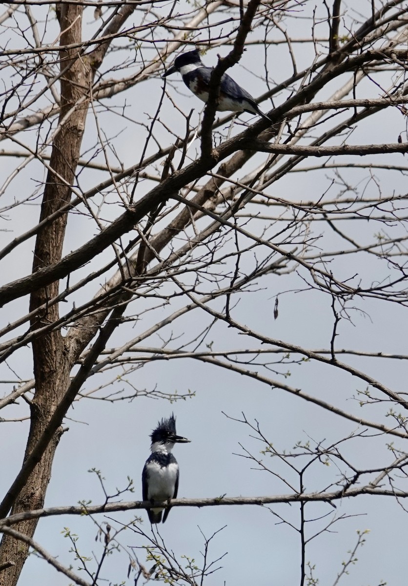 Belted Kingfisher - Jill Punches