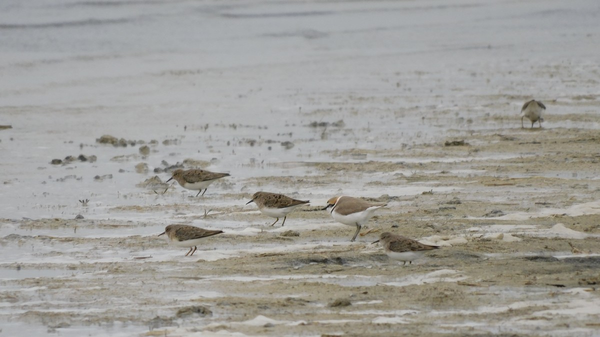 Little Stint - ML619164430