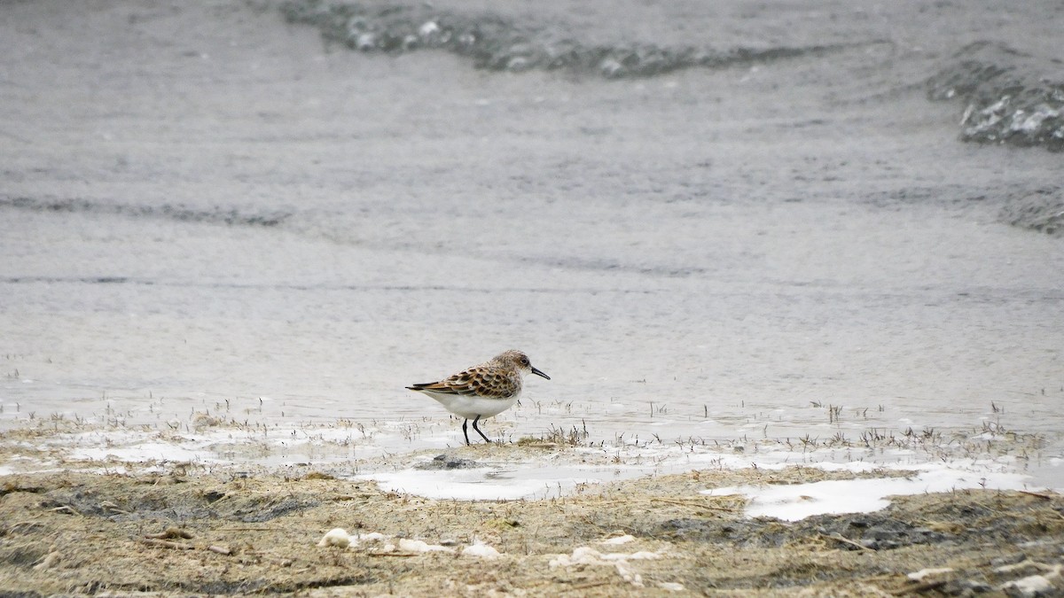 Little Stint - ML619164431