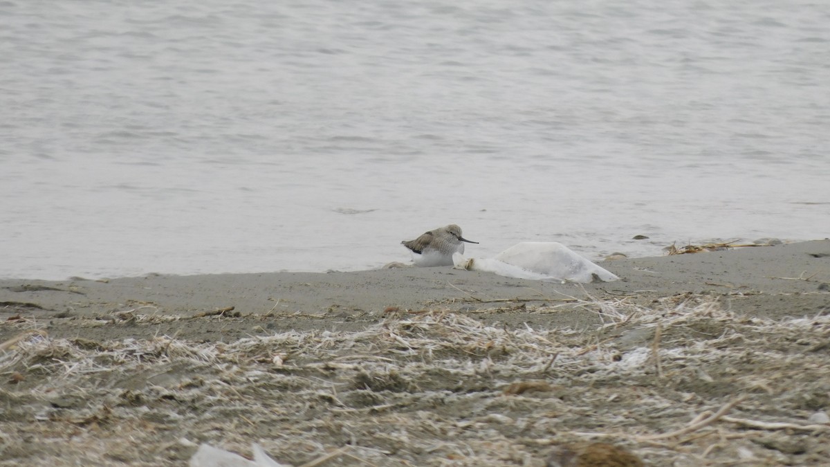 Terek Sandpiper - Jeremie Berlioux