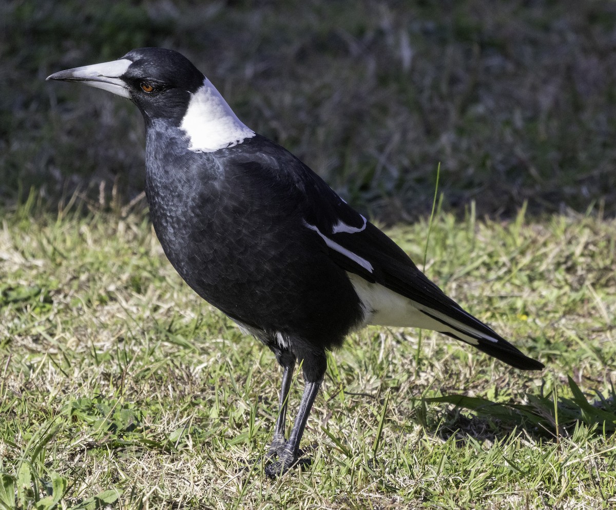 Australian Magpie - John Brown