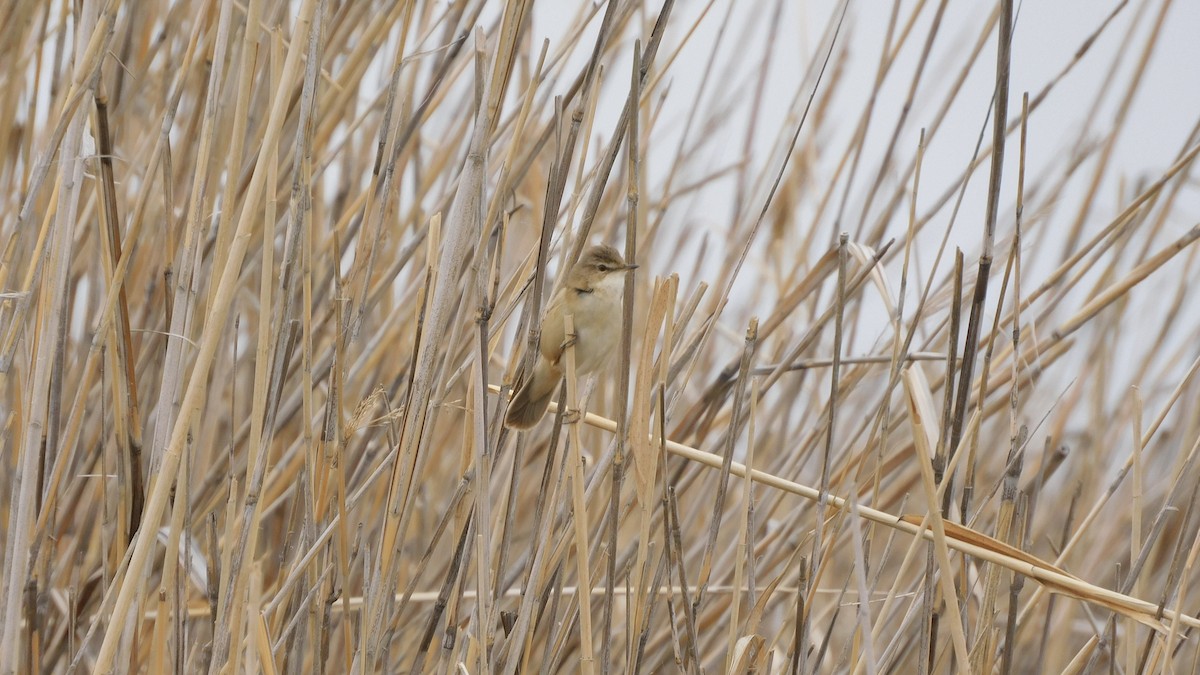 Paddyfield Warbler - ML619164436