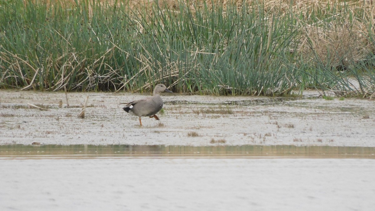 Gadwall - Jeremie Berlioux