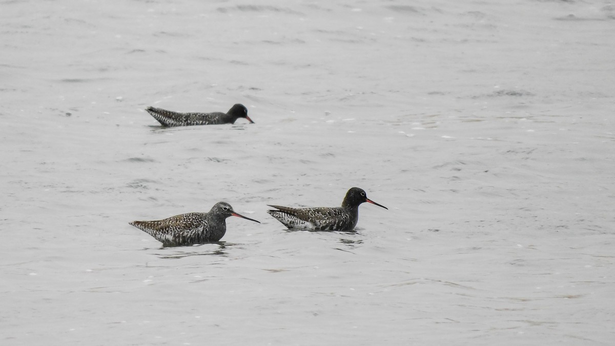 Spotted Redshank - Jeremie Berlioux