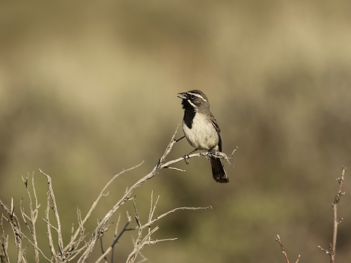 Black-throated Sparrow - Russ Morgan