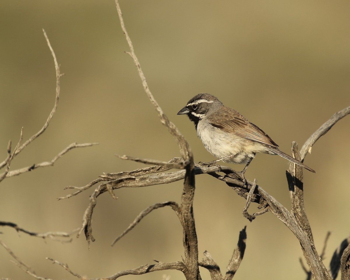 Black-throated Sparrow - Russ Morgan