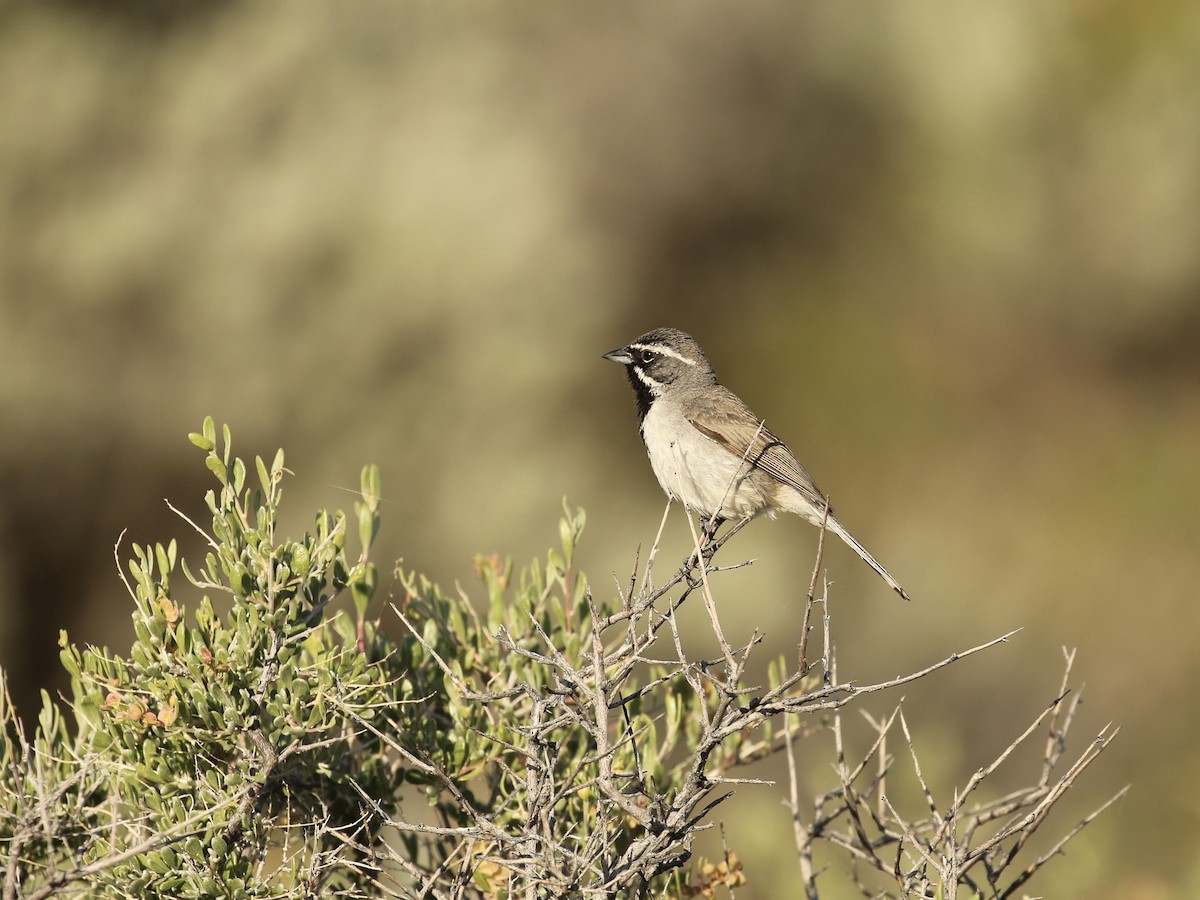 Black-throated Sparrow - Russ Morgan