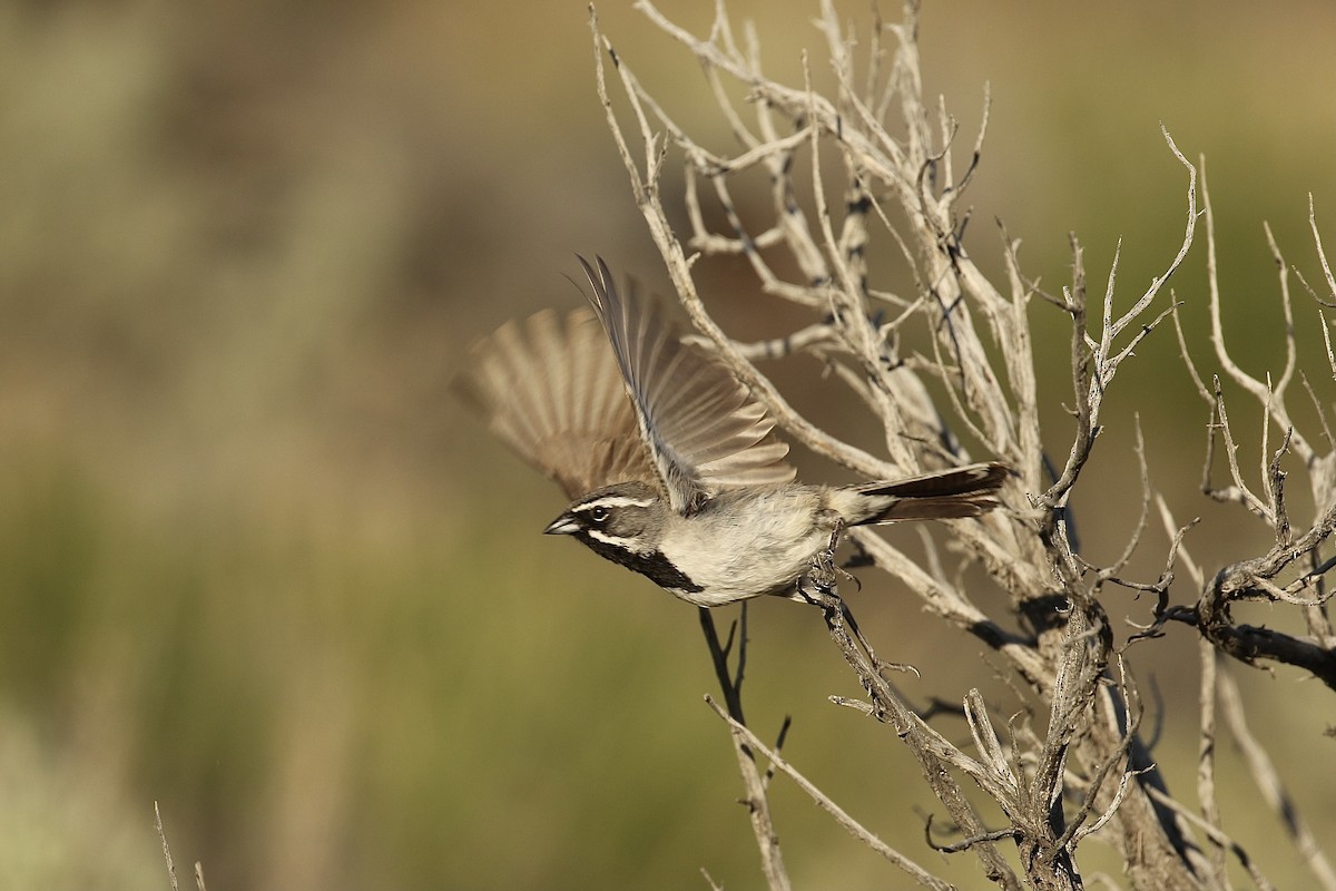 Black-throated Sparrow - Russ Morgan