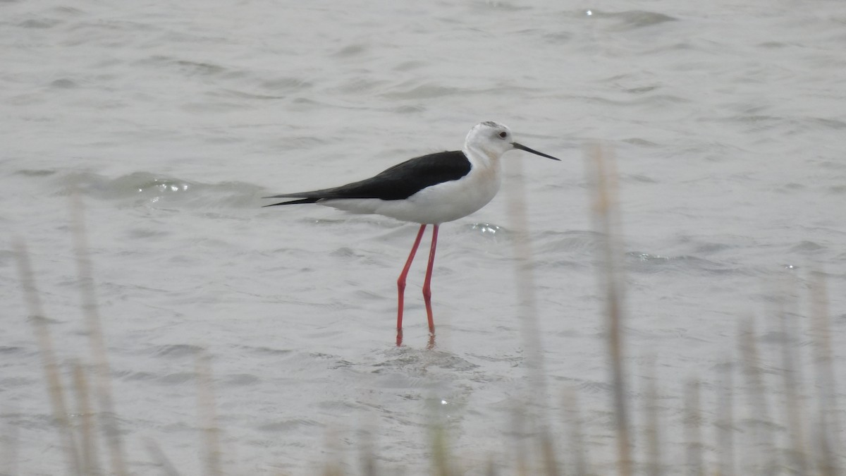 Black-winged Stilt - ML619164480