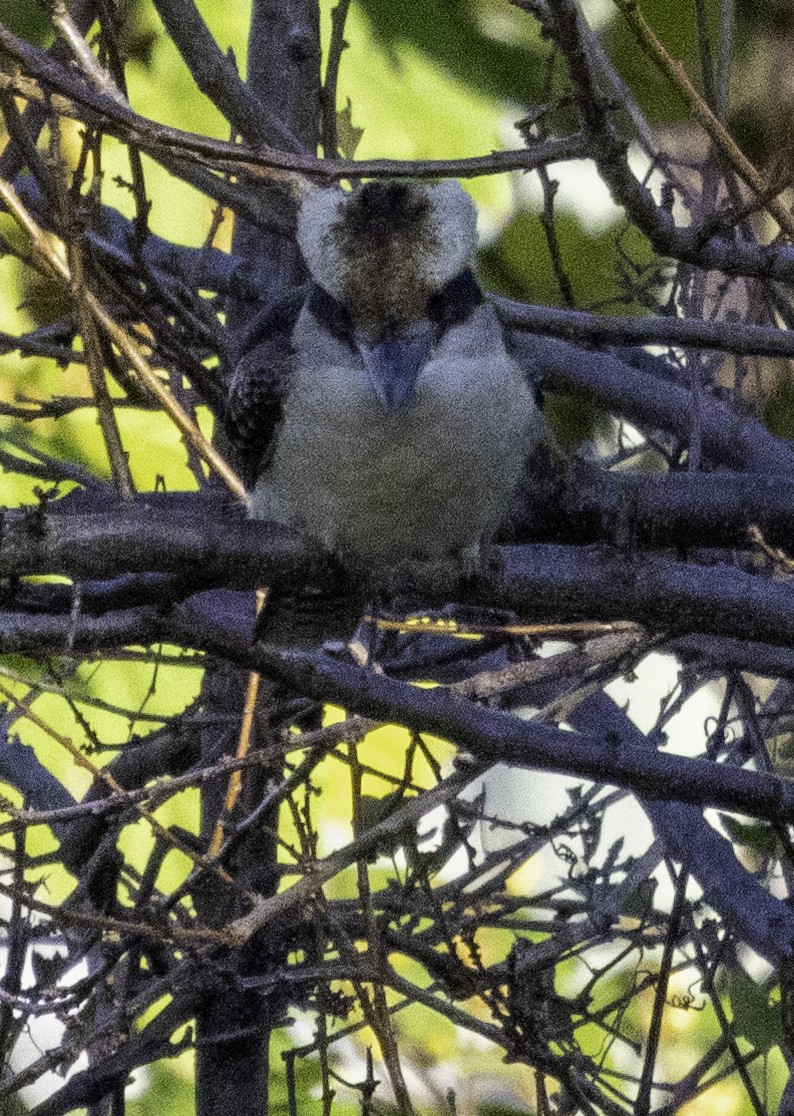 Laughing Kookaburra - John Brown