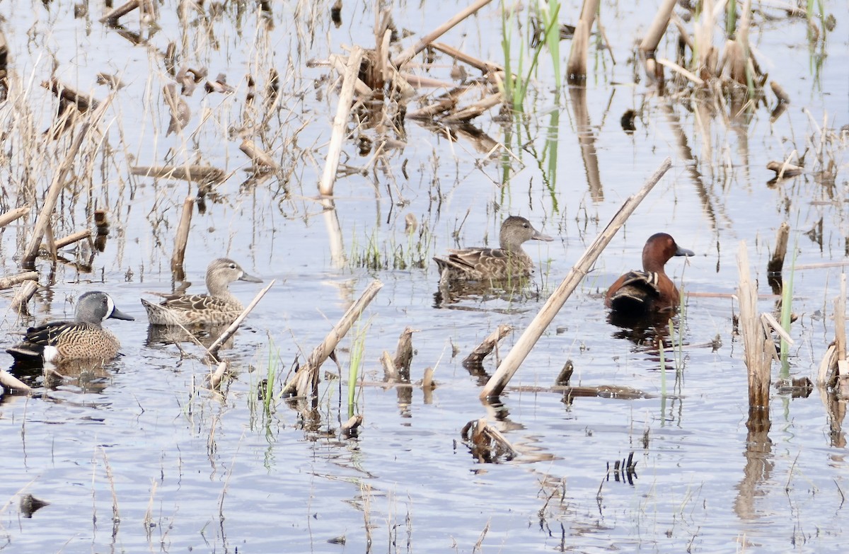 Cinnamon Teal - Sheila Skay