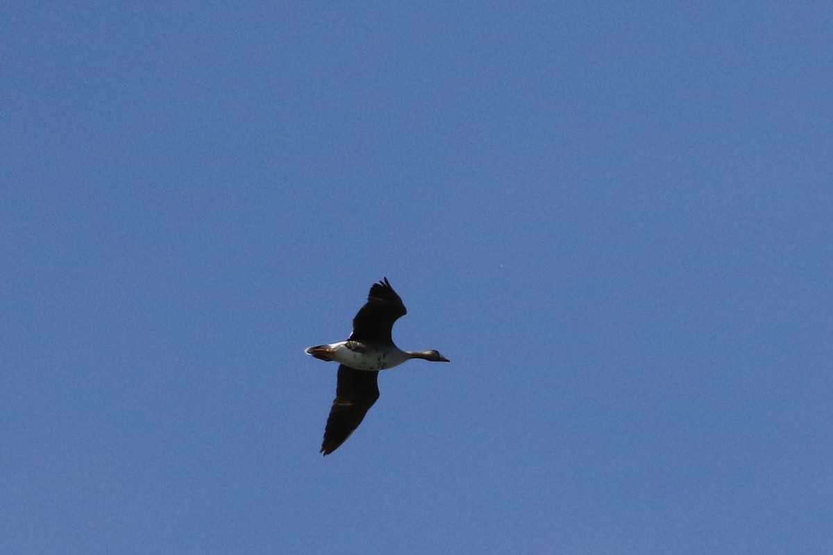 Greater White-fronted Goose - Max Benningfield