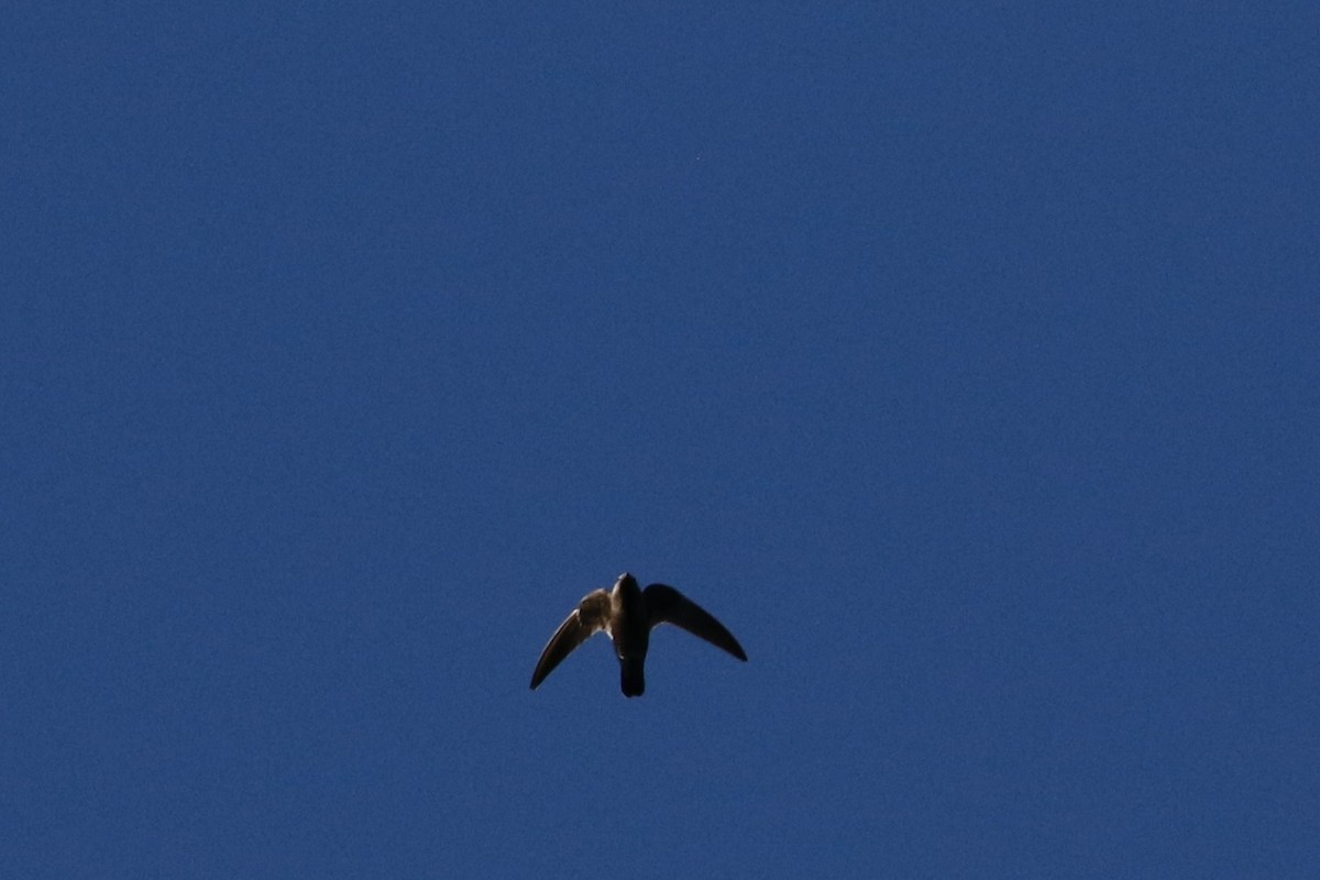 クロムジアマツバメ - ML619164539