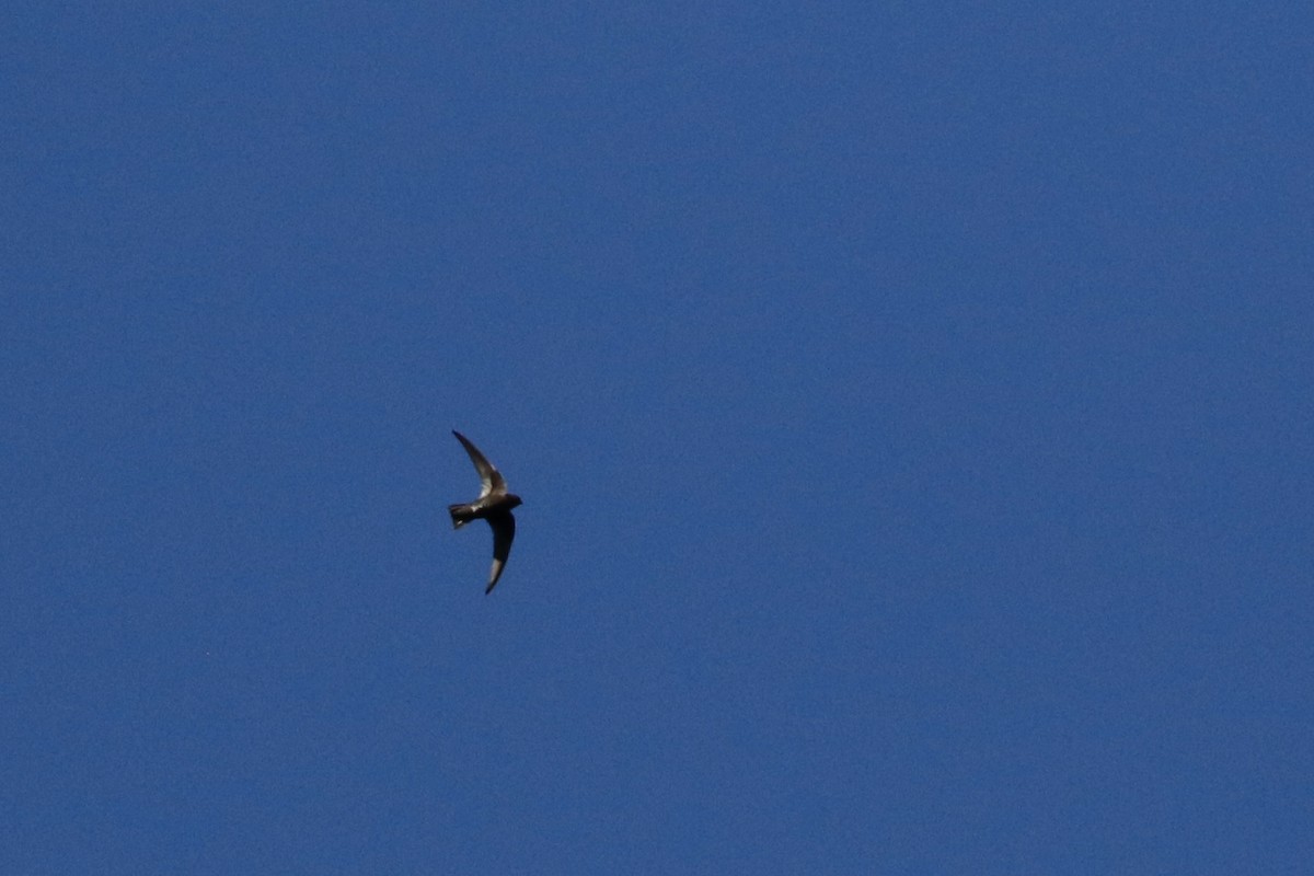 Black Swift - ML619164540