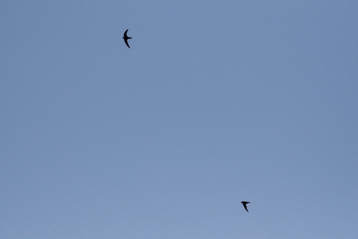 Black Swift - ML619164541