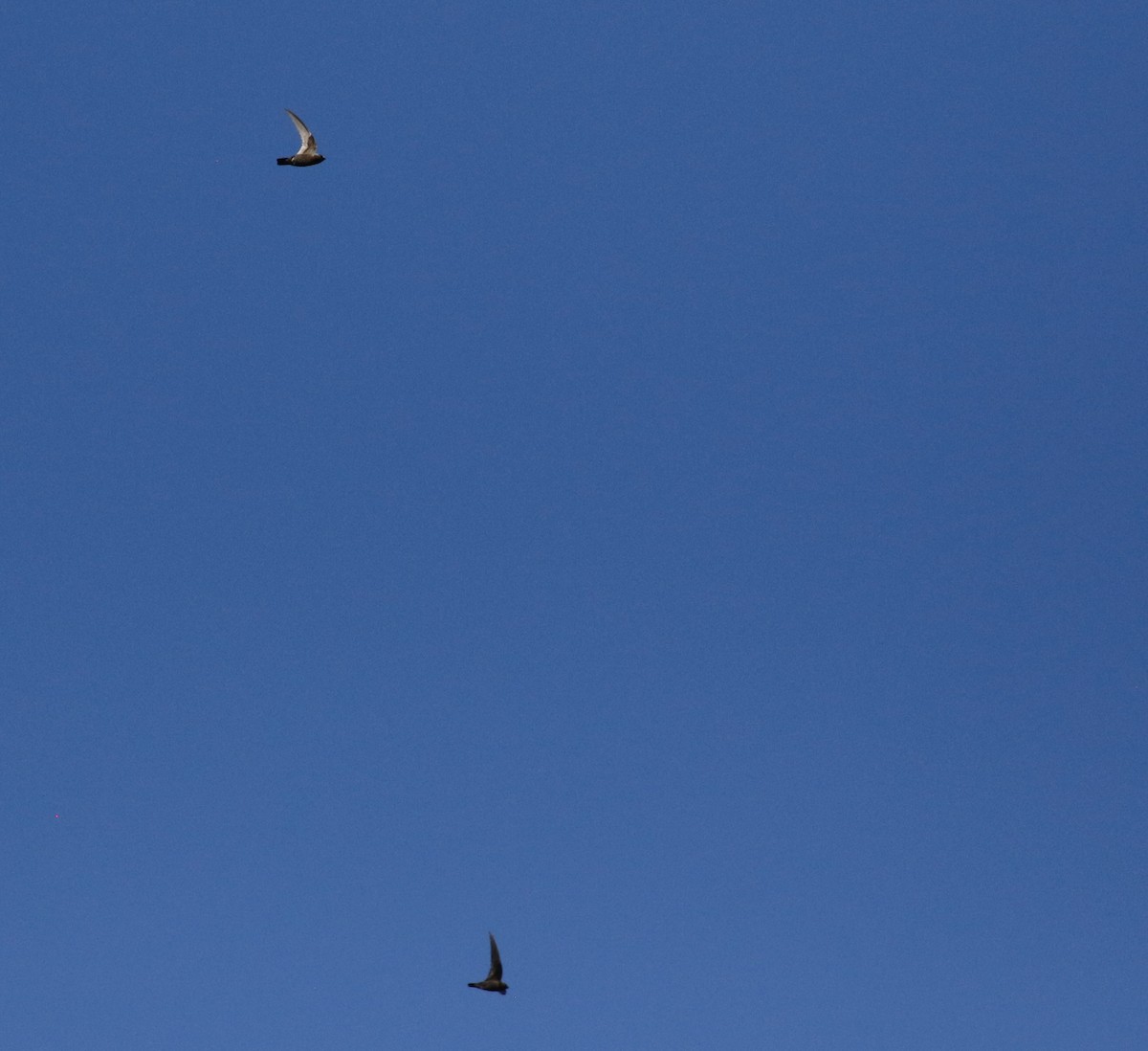 クロムジアマツバメ - ML619164542