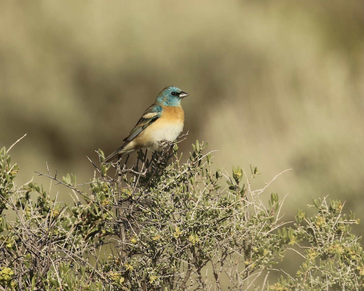 Lazuli Bunting - ML619164543