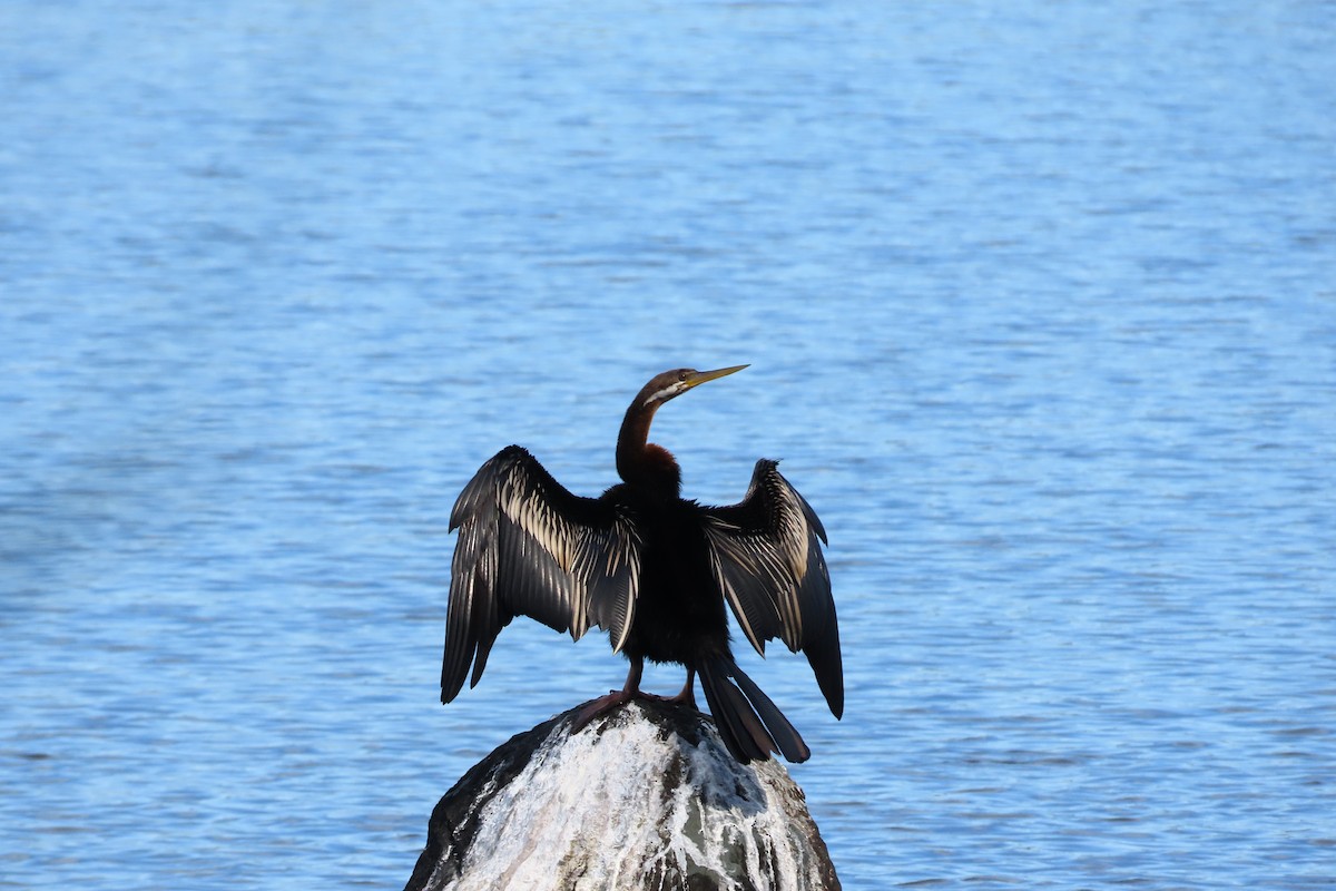 Australasian Darter - Christine Rand