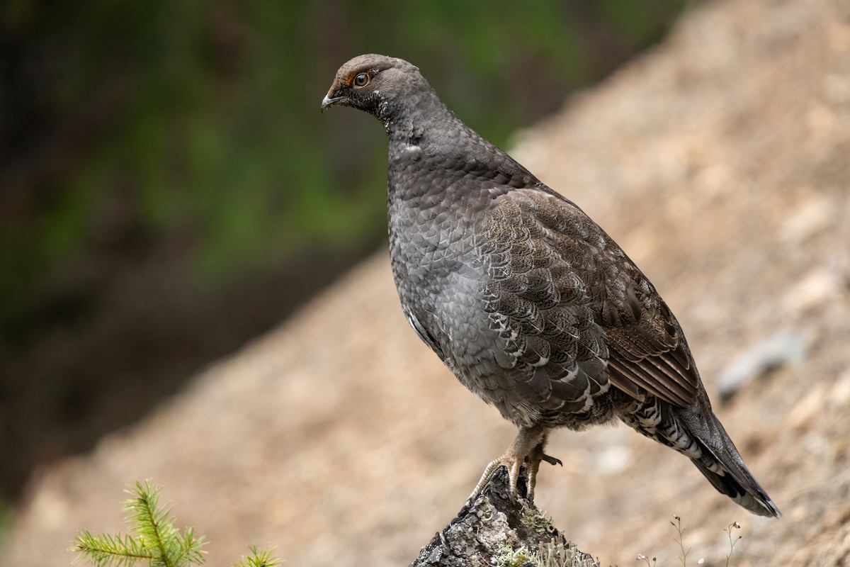 Sooty Grouse - Dominic More O’Ferrall