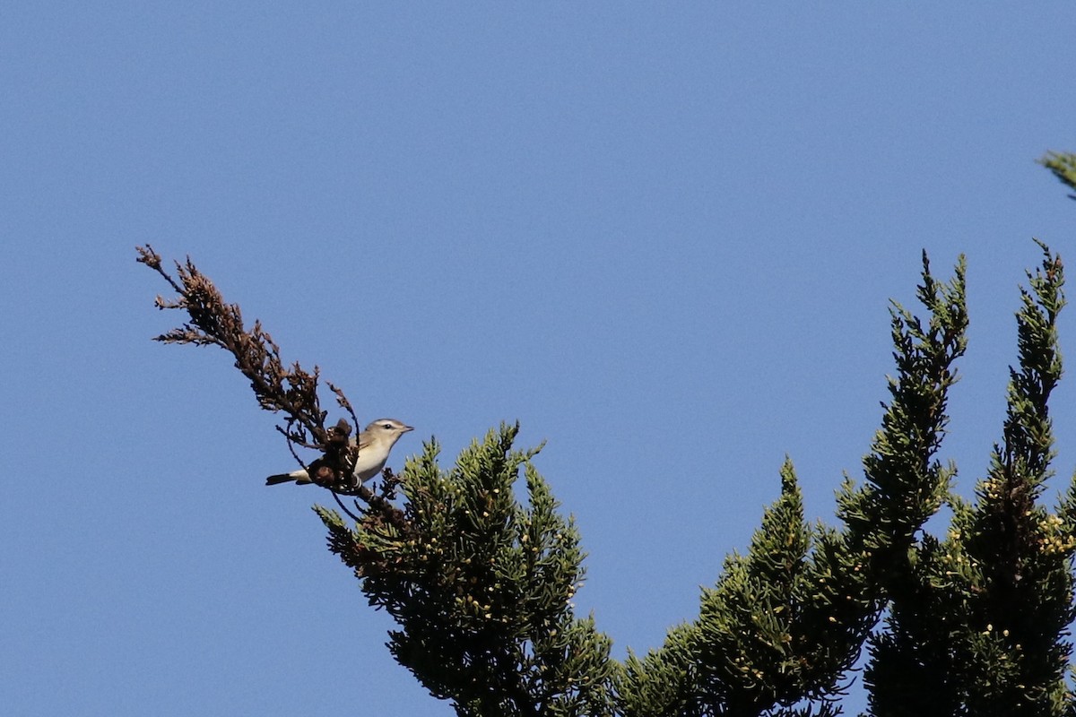 Western Warbling Vireo - ML619164568