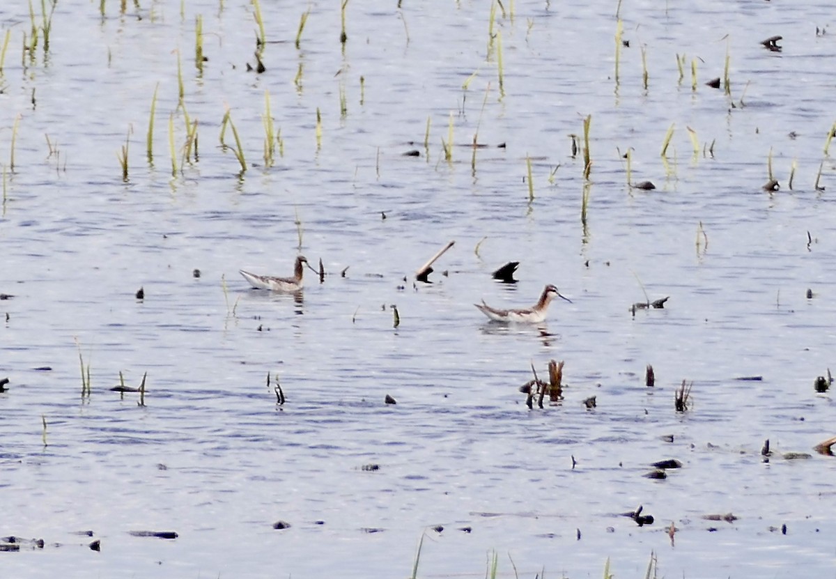 Wilson's Phalarope - ML619164569