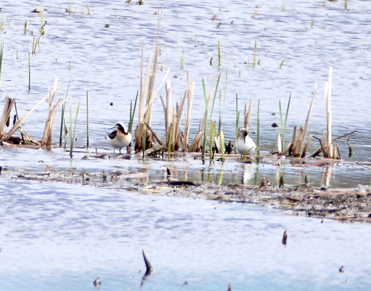 Wilson's Phalarope - Sheila Skay