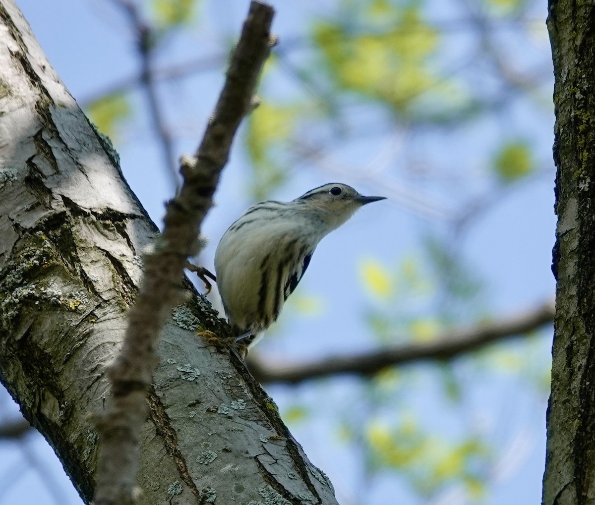 Black-and-white Warbler - Jill Punches