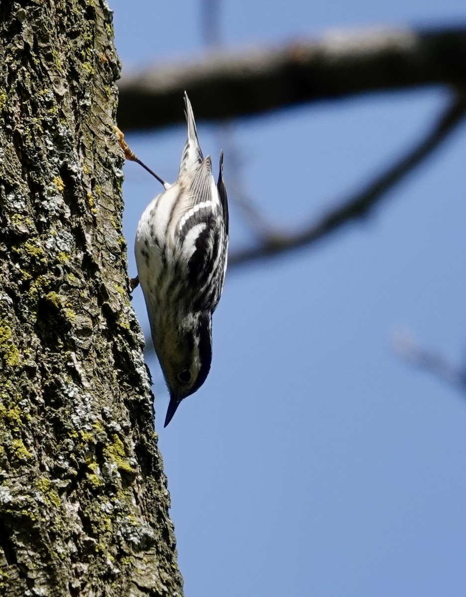 Black-and-white Warbler - Jill Punches