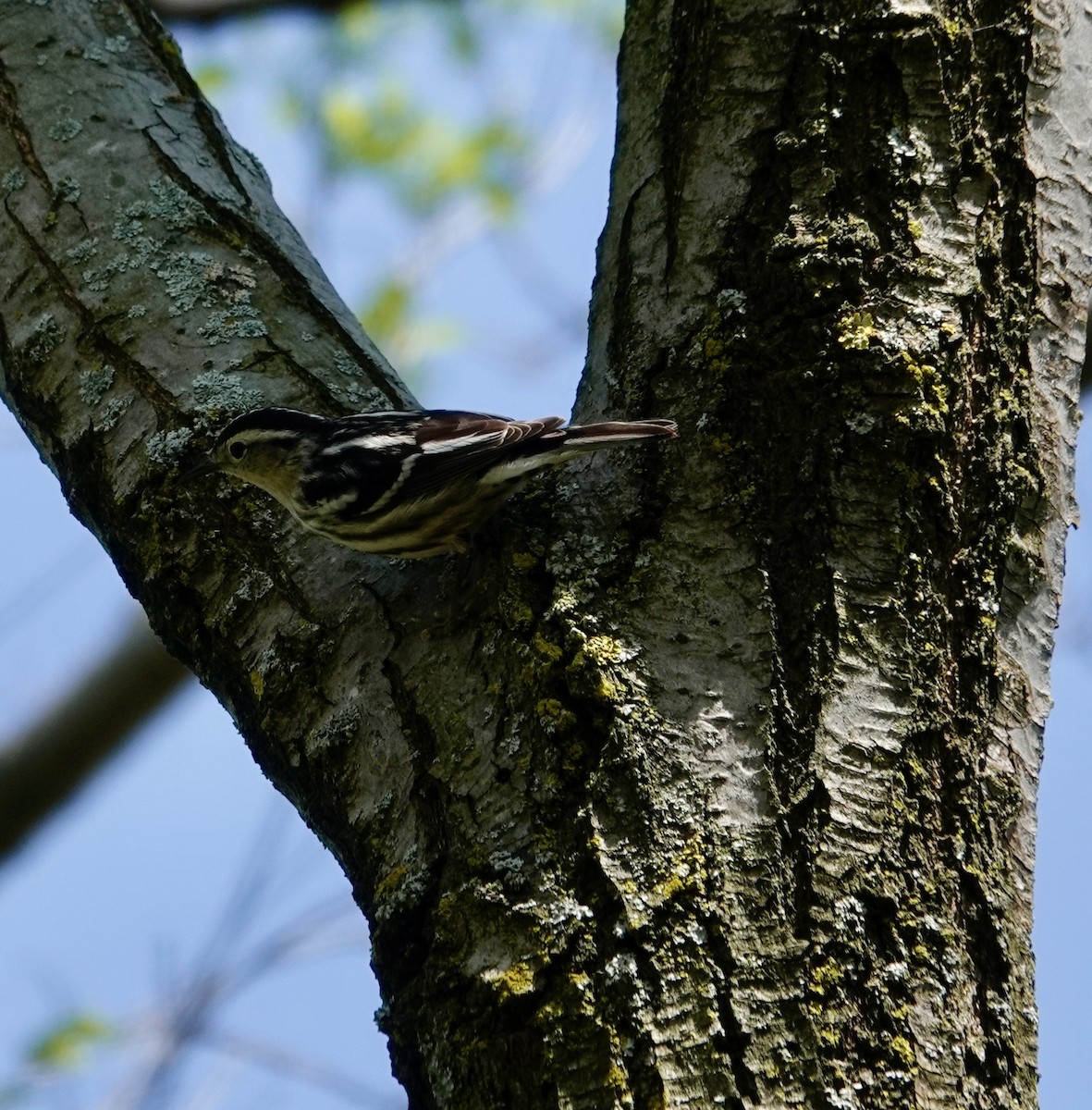 Black-and-white Warbler - Jill Punches