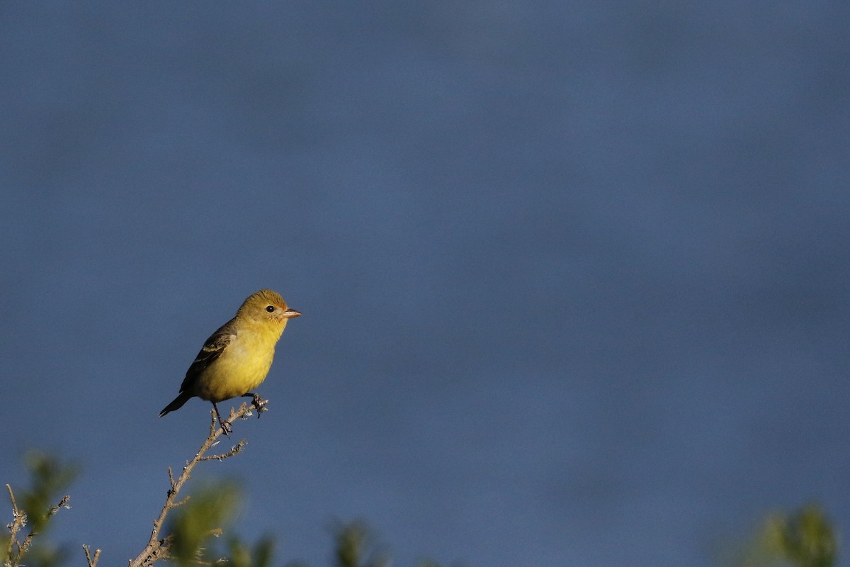 ニシフウキンチョウ - ML619164598