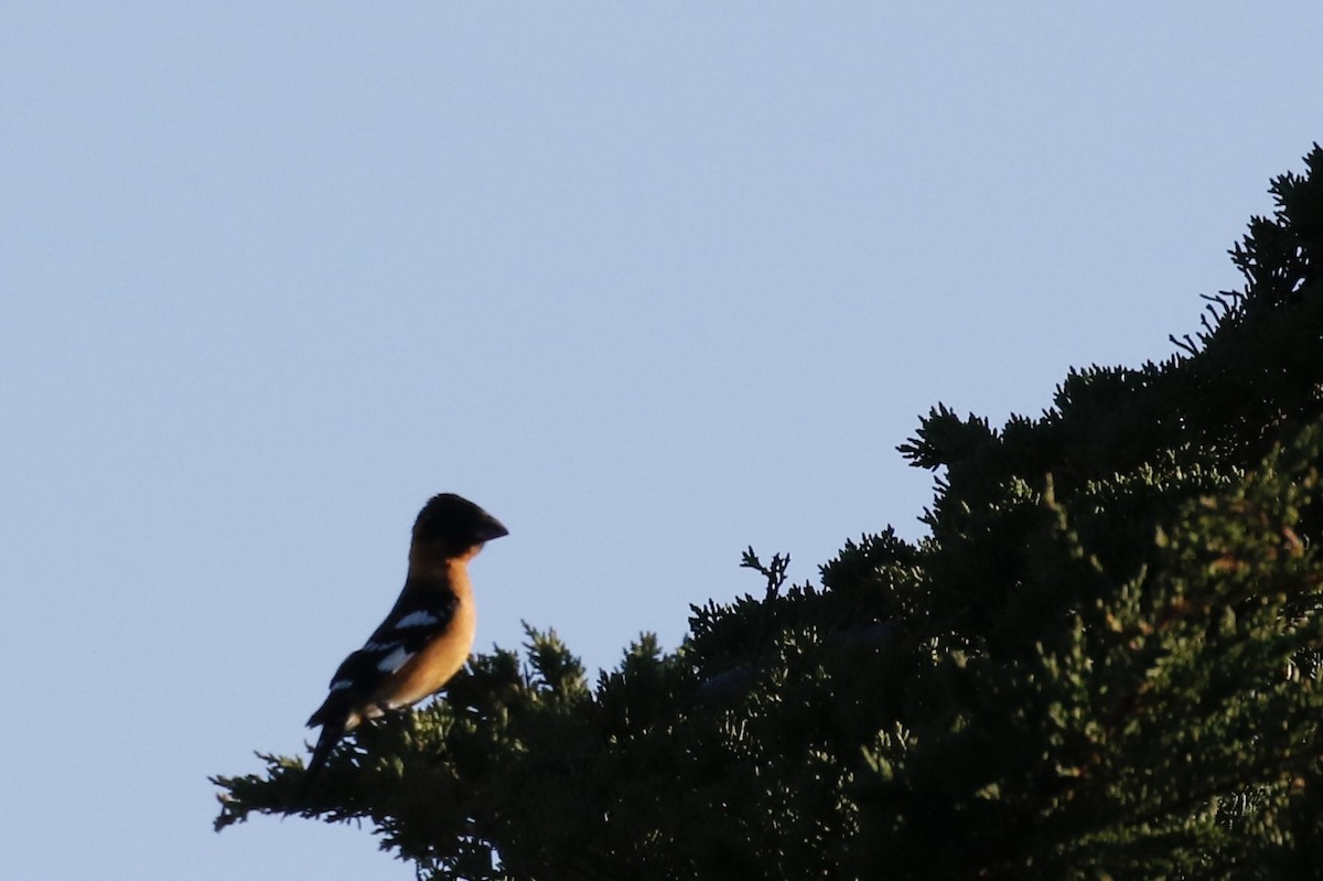 Black-headed Grosbeak - ML619164602