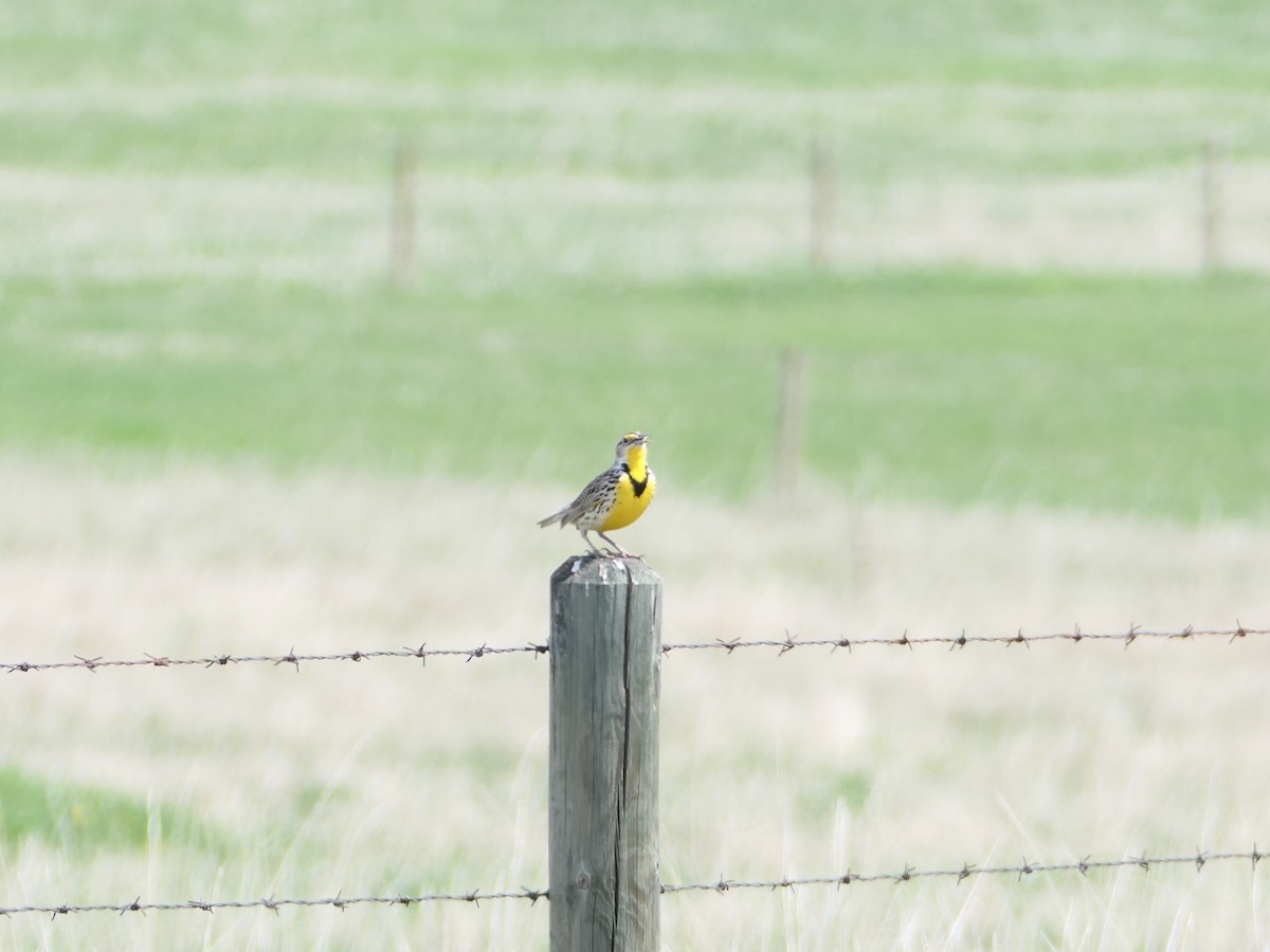 Western Meadowlark - Sheila Skay