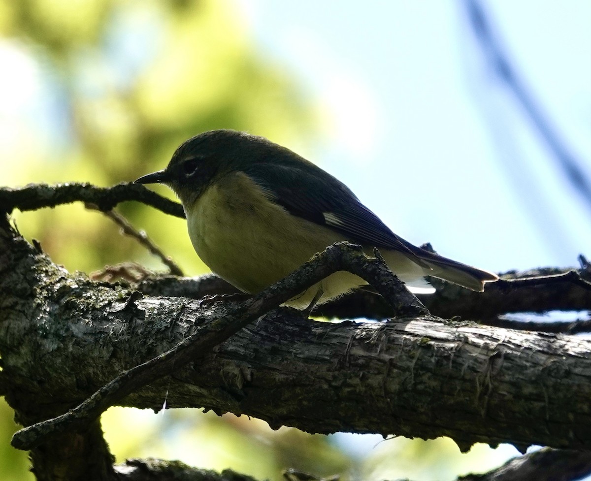 Black-throated Blue Warbler - Jill Punches