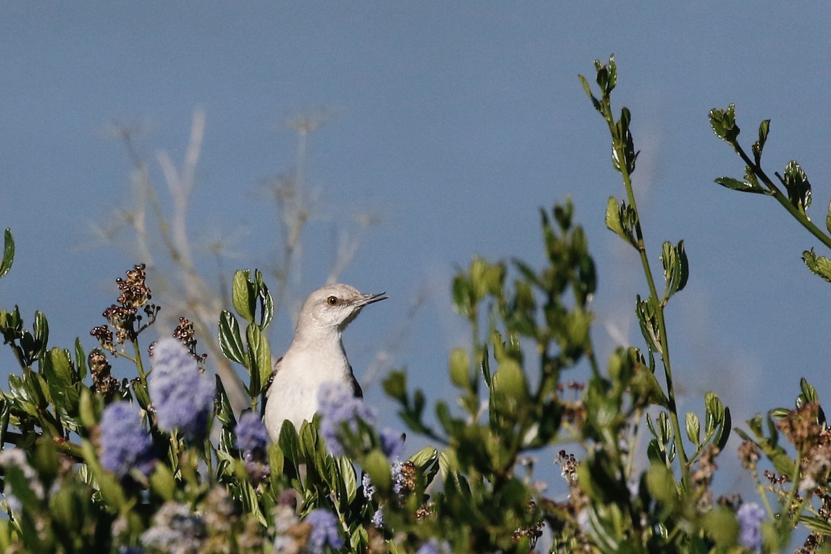 Northern Mockingbird - ML619164613