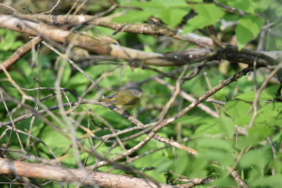 Nashville Warbler - Charlie Ripp