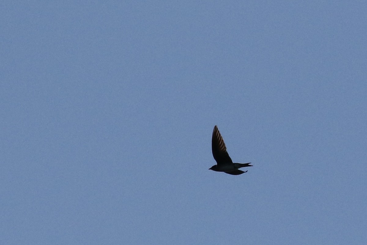 Purple Martin - ML619164618