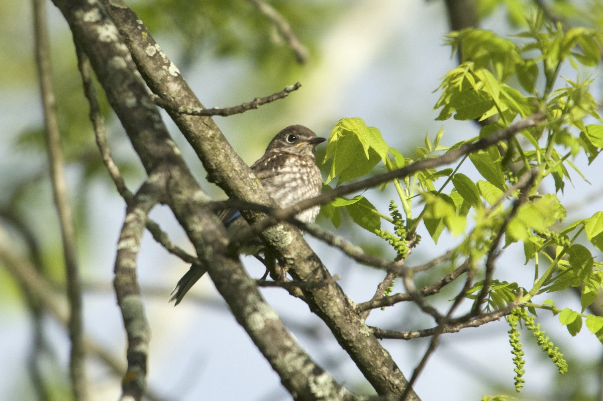 Eastern Bluebird - Megan Johnson