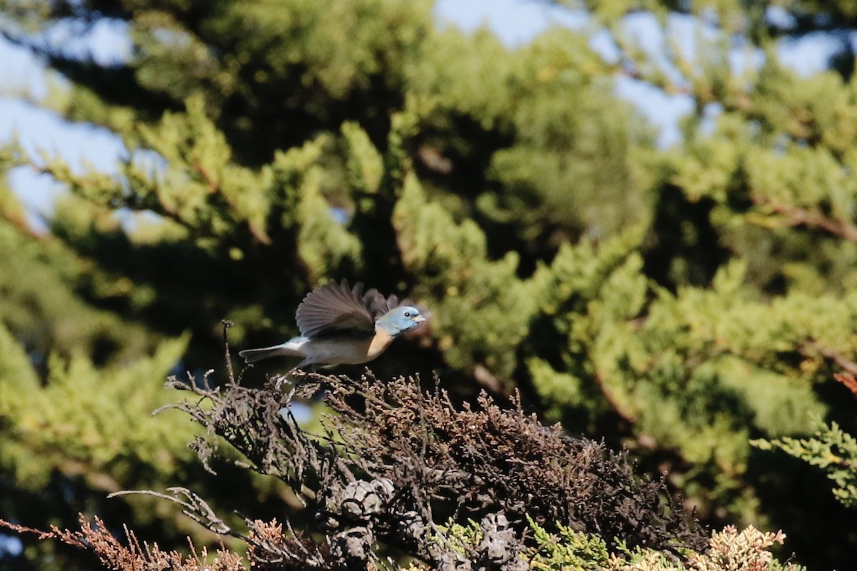 ムネアカルリノジコ - ML619164622