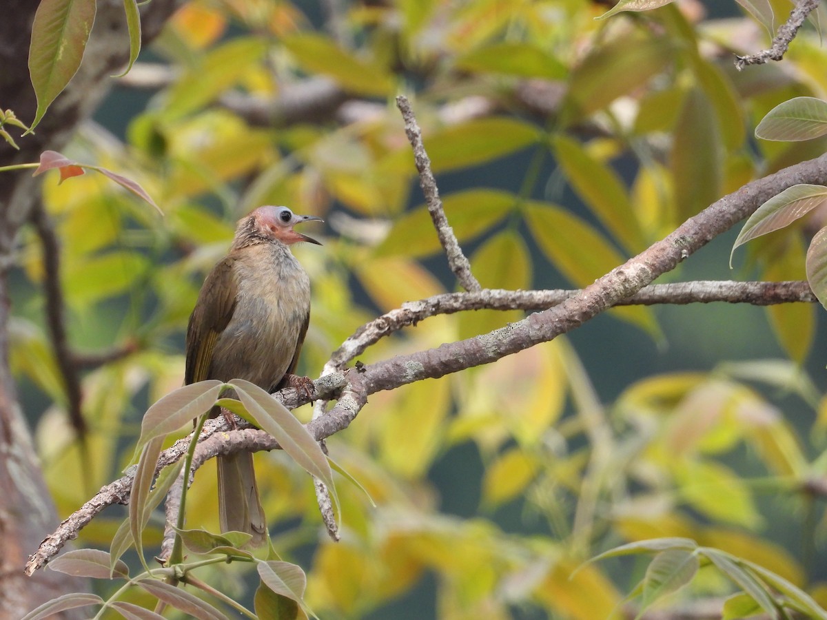 Bare-faced Bulbul - Thananh KH.